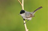 California Gnatcatcher